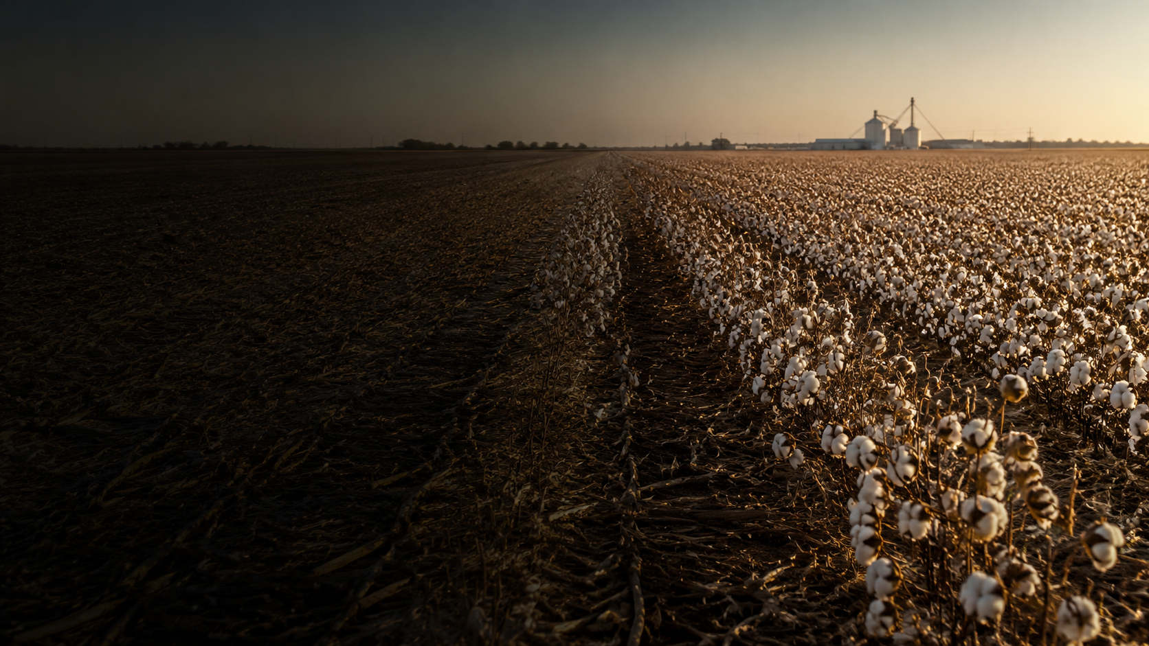 Cotton rows and crop residue across working farmland at sunset